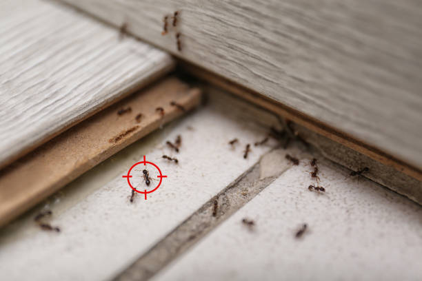 Best Affordable Pest Control Services  in Spring City, PA