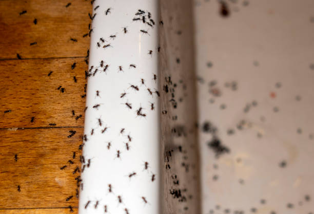 Best Local Pest Control Services  in Spring City, PA