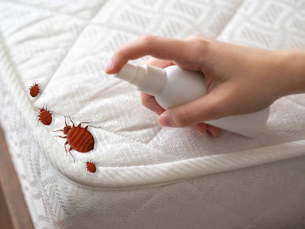 Best Flea Control Services  in Spring City, PA